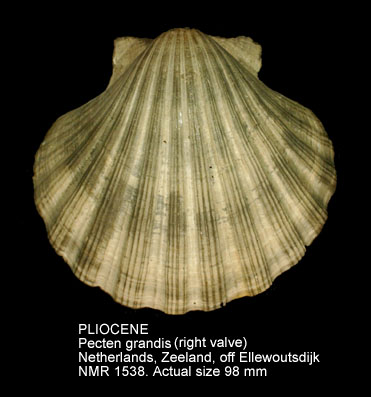 PLIOCENE Pecten grandis.jpg - PLIOCENE Pecten grandis (Sowerby,1828)